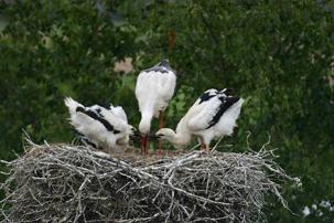In het nest